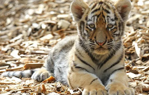 Тигра Фото тигренок, лежащий на земле