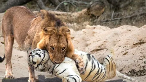Тигра Фото лев и зебра