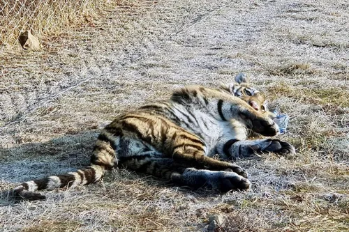 Тигра Фото гепард, лежащий на земле