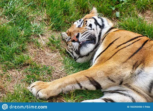 Тигра Фото тигр лежит на траве