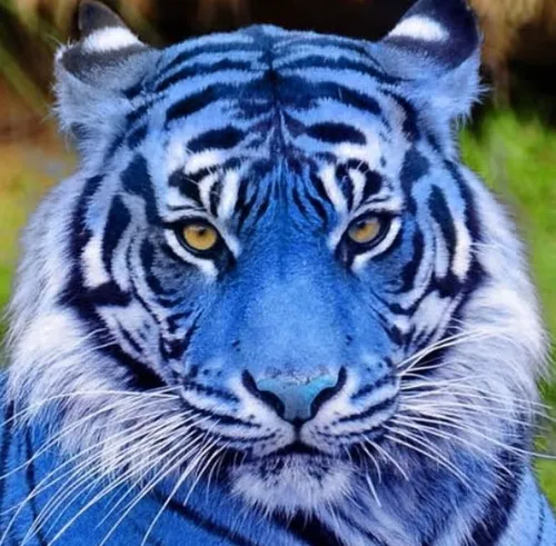 Тигра Фото бело-черный тигр