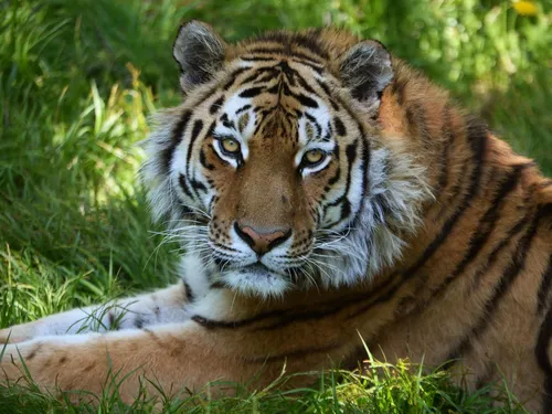Тигра Фото тигр лежит в траве
