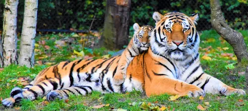 Тигра Фото пара тигров лежала