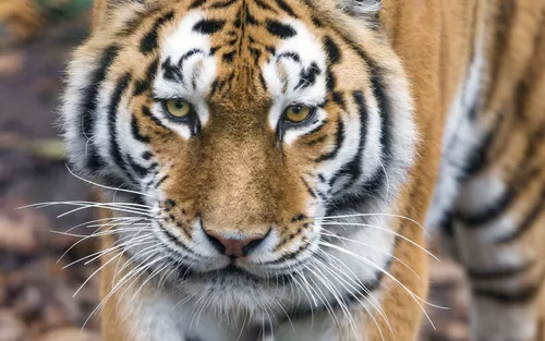 Тигра Фото тигр смотрит в камеру