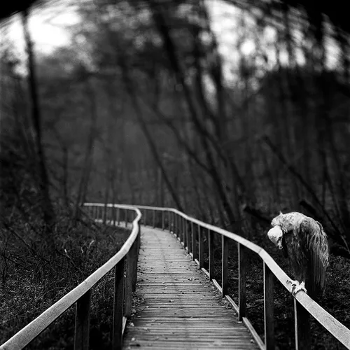 Черно Белое Фото деревянный мост с деревьями по обе стороны