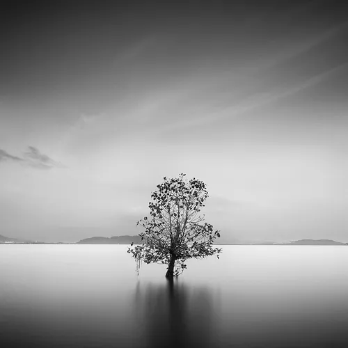 Черно Белое Фото дерево в водоеме