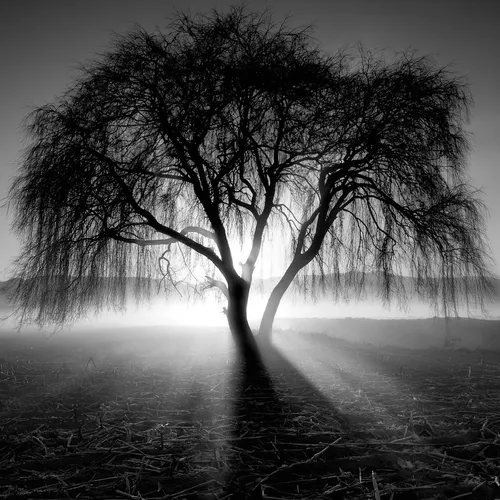 Черно Белое Фото дерево в туманном поле