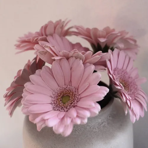 Герберы Фото ваза с розовыми цветами