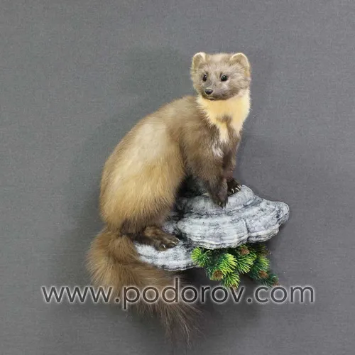 Куница Фото маленькое животное, сидящее на скале