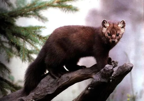 Куница Фото коричневое животное на ветке дерева