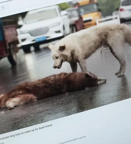 Оживить Фото собака и кошка лежат на земле