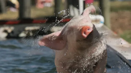 Оживить Фото свинья в воде