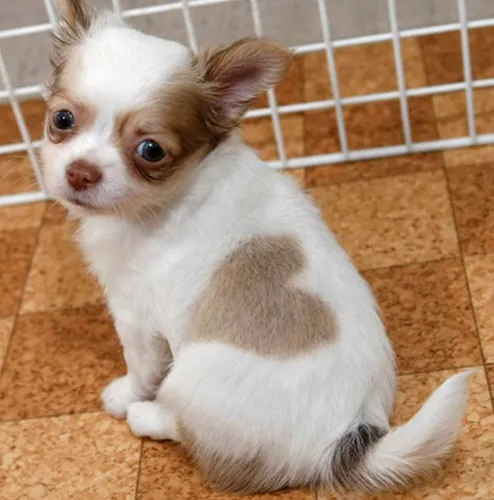 Чихуахуа Фото маленькая бело-коричневая собака