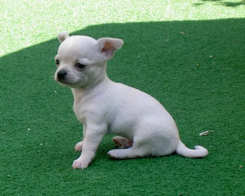 Чихуахуа Фото маленькая белая собака сидит на траве