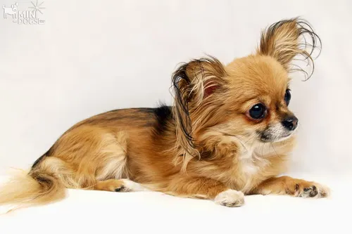 Чихуахуа Фото маленькая собака лежа