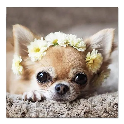 Чихуахуа Фото собака с цветами на голове
