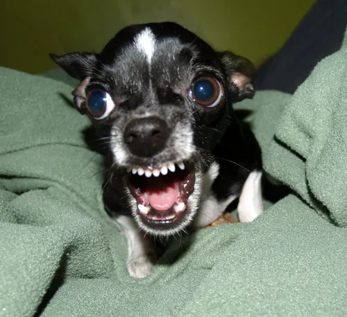 Чихуахуа Фото собака с голубыми глазами