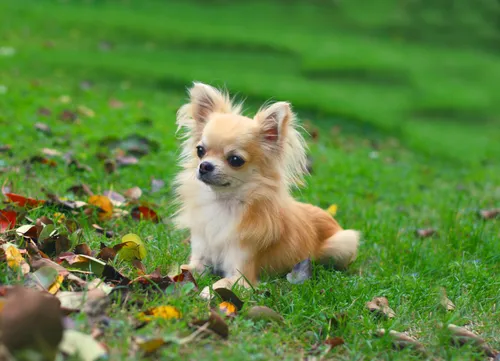 Чихуахуа Фото маленькая собака в траве