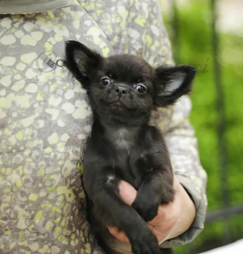 Чихуахуа Фото маленькая черная собака