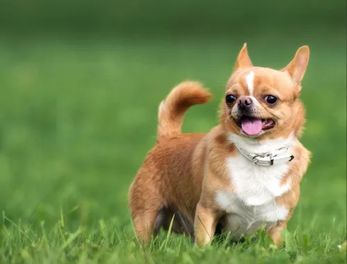 Чихуахуа Фото маленькая собака бежит по траве