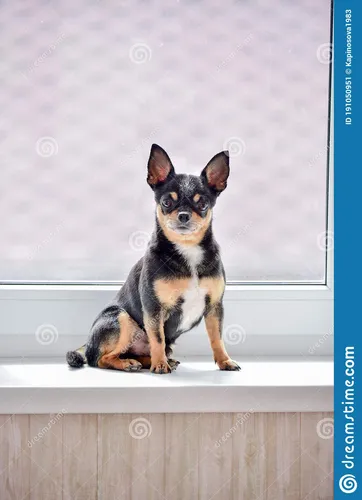 Чихуахуа Фото собака, сидящая на выступе