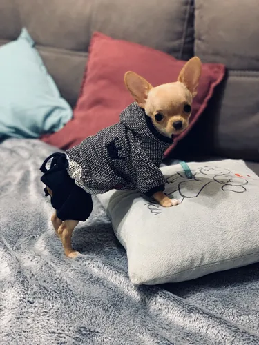 Чихуахуа Фото собака в свитере и сидящая на диване