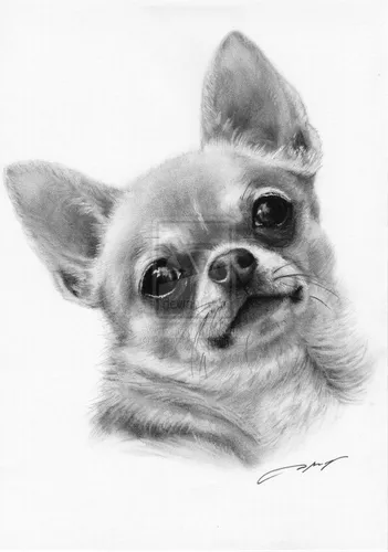 Чихуахуа Фото рисунок собаки