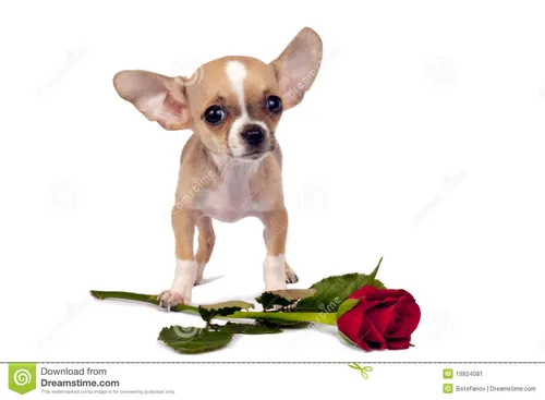 Чихуахуа Фото собака с розой
