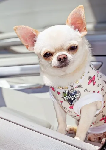 Чихуахуа Фото собака в рубашке