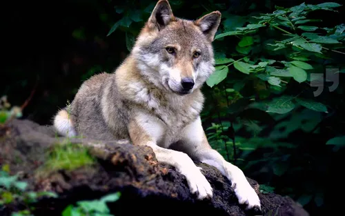Волк Фото волк, лежащий на скале