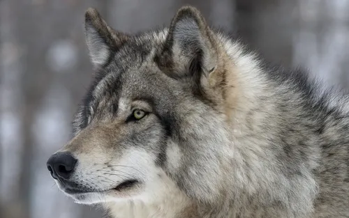 Волк Фото волк смотрит в камеру