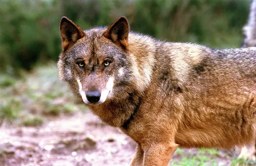 Волк Фото волк, идущий по грунтовой дорожке