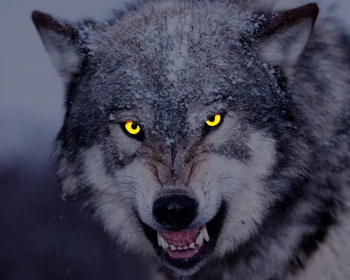 Волк Фото волк с желтыми глазами