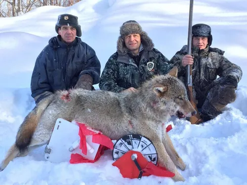 Волк Фото группа мужчин, держащих в снегу крупное животное