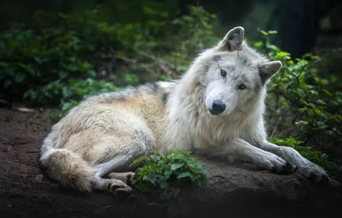 Волк Фото волк, лежащий на бревне