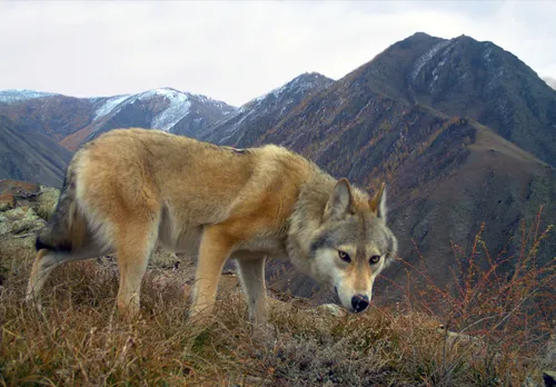 Волк Фото волк, стоящий на холме