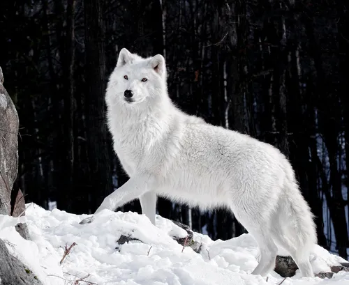 Волк Фото белый волк в снегу