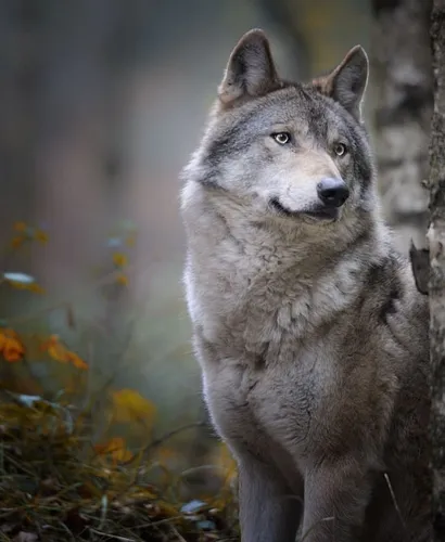 Волк Фото волк, стоящий в лесу