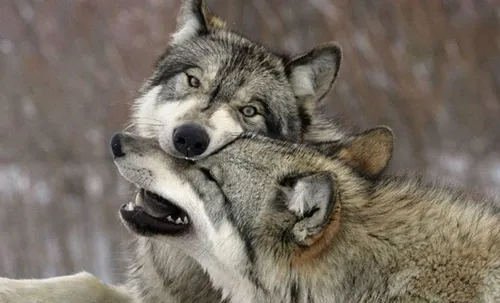 Волк Фото волк кусает другого волка