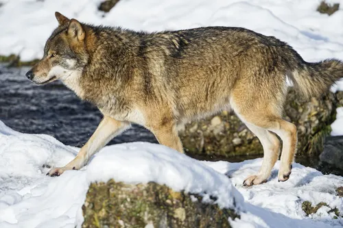 Волк Фото волк идет по снегу
