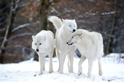 Волк Фото группа белых волков в снегу