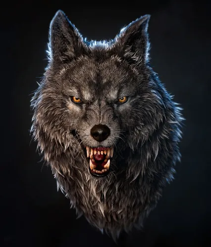 Волк Фото фотография