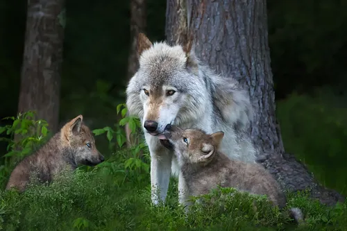 Волк Фото волк лижет пару волков