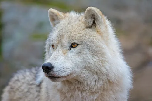 Волк Фото белый волк с оранжевыми глазами