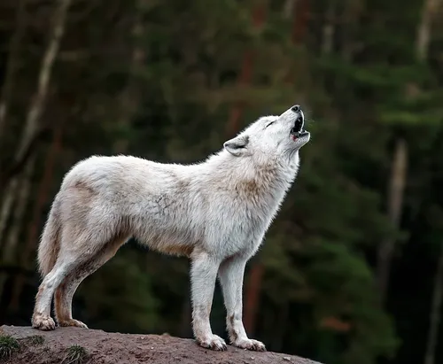 Волк Фото волчий вой в лесу