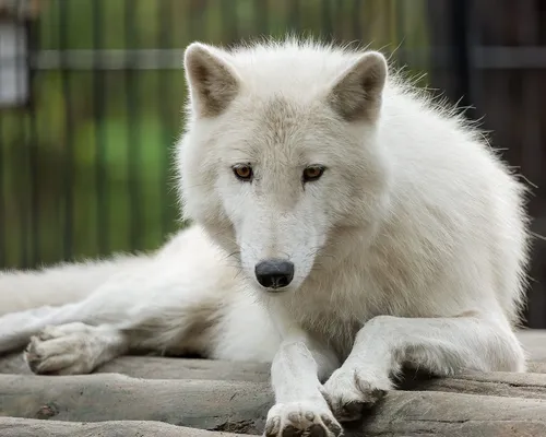 Волк Фото белый волк, лежащий на скале