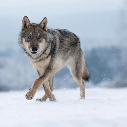 Волк Фото волк бежит по снегу