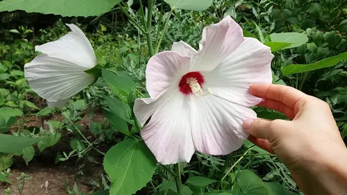 Гибискус Фото рука с белым цветком