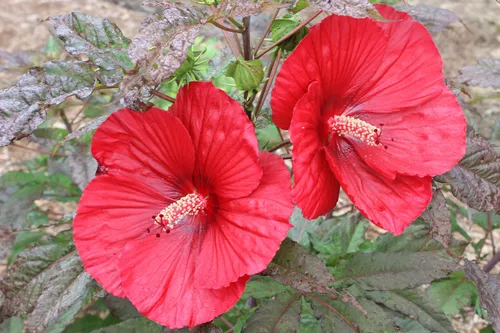 Гибискус Фото пара красных цветов
