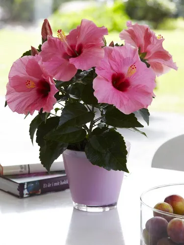 Гибискус Фото ваза с розовыми цветами